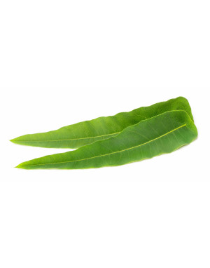 eucalyptus-citronné-bio